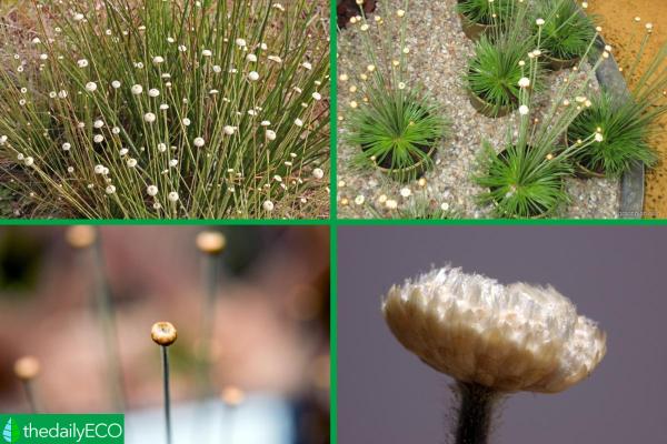 Mikado Plant Care Guide (Syngonanthus chrysanthus) - Where to place a mikado plant