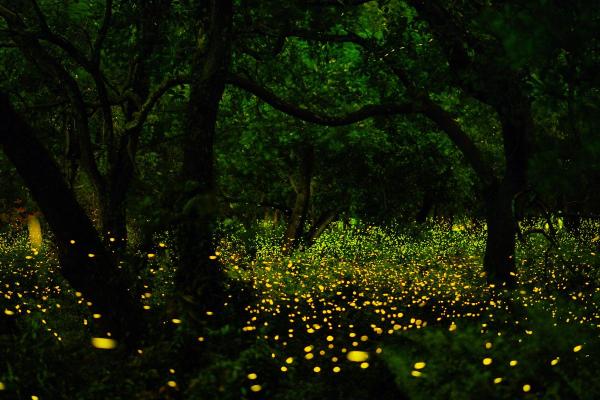 How Do Fireflies Produce Light? - Where to see fireflies?