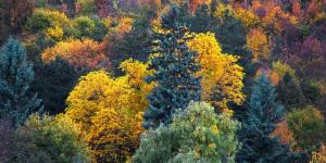 Which Plants and Animals Live in the Temperate Forest?