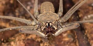 Whip Spider Definition and Types