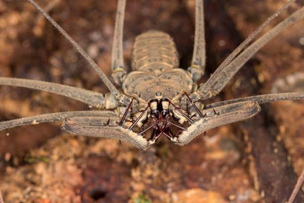 Whip Spider Definition and Types