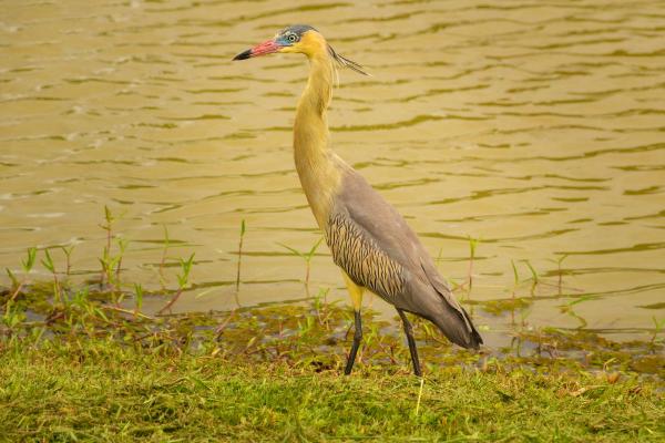 Types of Heron Birds - Whistling heron