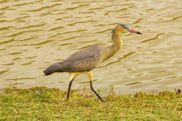 Types of Wading Birds - Whistling heron (Syrigma sibilatrix)