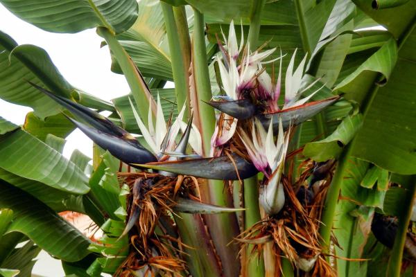 Large and Hardy Indoor Plants - White bird of paradise (Strelitzia nicolai)