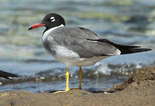 Are There Different Kinds of Seagulls? - White-eyed Gull (Larus leucophthalmus)