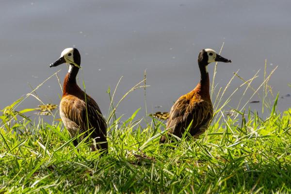 Different Types of Ducks - White-faced whistling duck (Dendrocygna viduata)