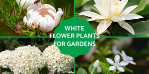 White Flower Plants for the Garden
