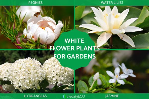White Flower Plants for the Garden