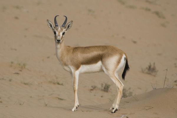 Different Gazelle Species - White gazelle (Gazella leptoceros)
