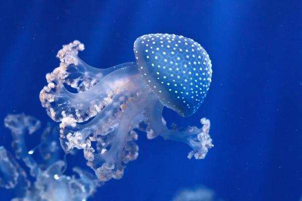 Types of Non-Stinging Jellyfish - White-spotted jellyfish