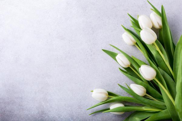 Tulip Color Meanings - Symbolism of Tulips - White tulip