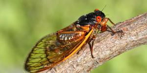 Why Are Cicadas So loud?
