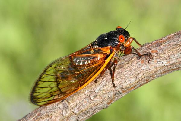 Why Are Cicadas So loud?