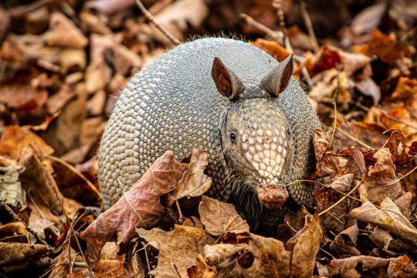 Why Are Giant Armadillos Endangered?