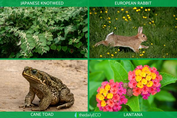 Why Are Invasive Species a Threat to Native Species? - Why are invasive species a threat to native species?