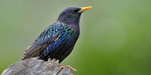 Why Are Invasive Species a Threat to Native Species?