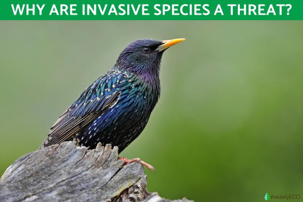 Why Are Invasive Species a Threat to Native Species?