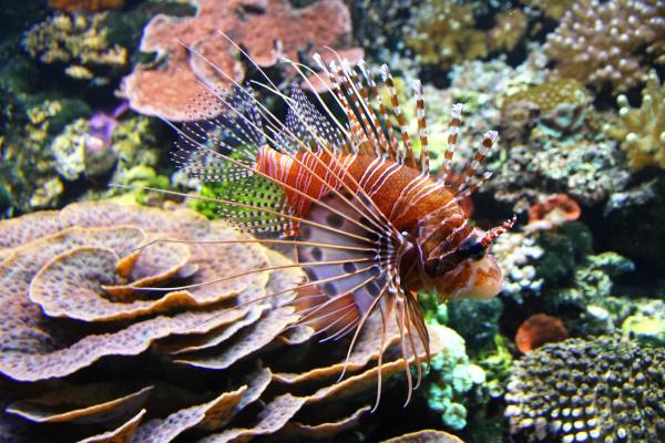 Lionfish as Invasive Species - Why are lionfish an invasive species?