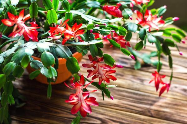 Why Are My Christmas Cactus Leaves Wrinkly?