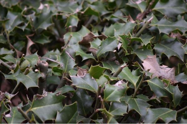 Common Holly Diseases and Pests - Why are my holly leaves turning brown?