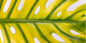 Why Are My Monstera Leaves Turning Yellow?
