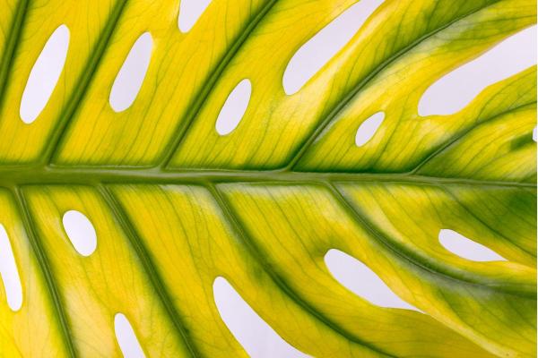 Why Are My Monstera Leaves Turning Yellow?
