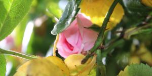 Why Are My Rose Leaves Turning Yellow?