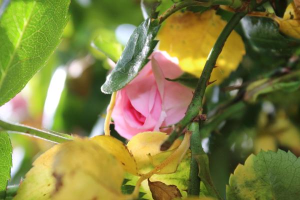 Why Are My Rose Leaves Turning Yellow?