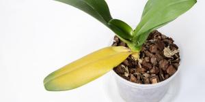 Why Are Your Orchid’s Leaves Turning Yellow?