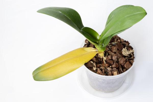 Why Are Your Orchid’s Leaves Turning Yellow?