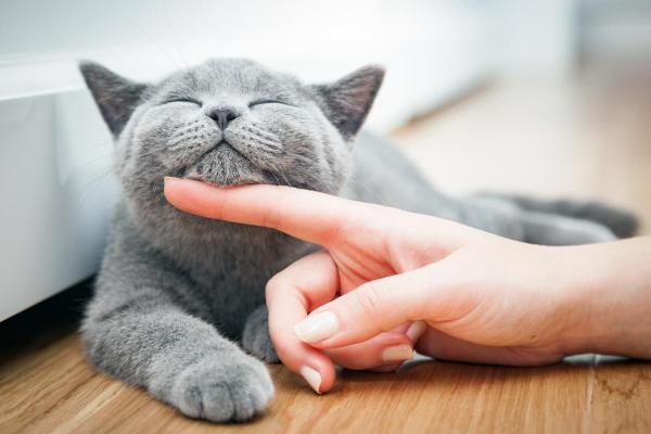 When Is World Animal Day Celebrated? - Why celebrate World Animal Day?