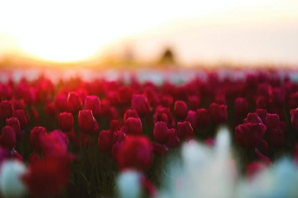 What Do Red Tulips Symbolize? - Why did the Dutch go crazy for tulips?