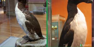 Why Did the Great Auk Go Extinct?