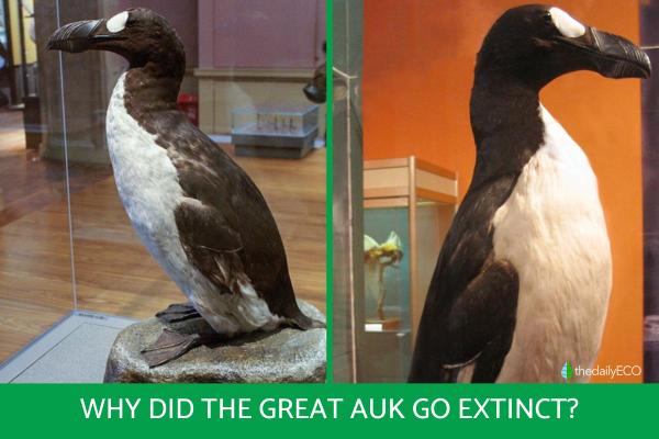 Why Did the Great Auk Go Extinct?