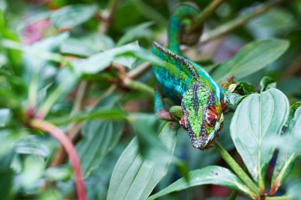What Causes Chameleons to Change Color? - Why do chameleons change color?