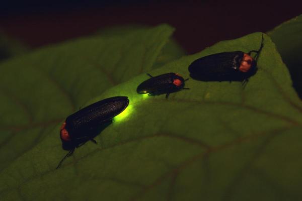 How Do Fireflies Produce Light? - Why do fireflies light up?