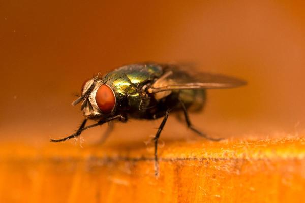 Why Do Flies Rub Their Hands Together? - Why do flies rub their hands together?