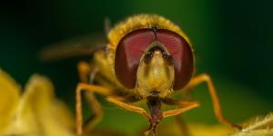 Why Do Flies Rub Their Hands Together?