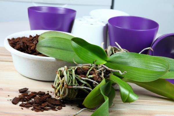 How and When to Repot an Orchid - Why do orchids need repotting?