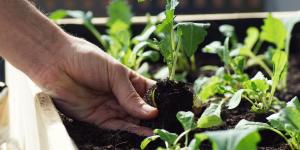 Why Do Plant Stems Bend?