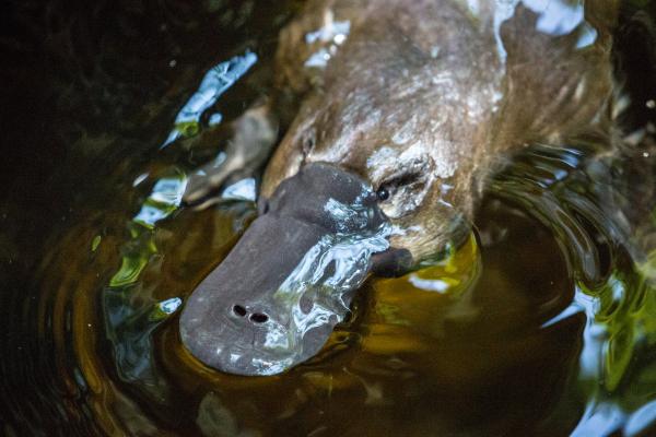 Is Platypus Venom Dangerous to Humans? - Why do platypuses have venom?