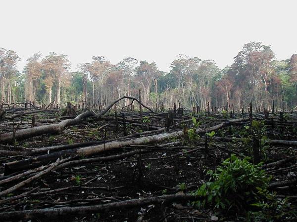 Why Do We Need to Save Wood? - Why do we need to save and recycle wood?
