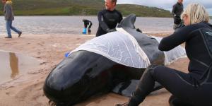 Why Do Whales and Dolphins Beach Themselves? - Cetacean Stranding