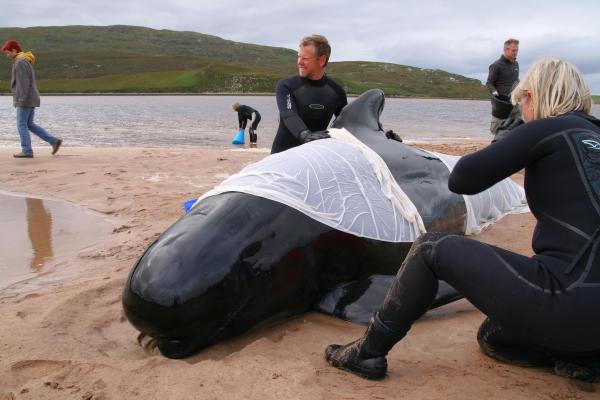 Why Do Whales and Dolphins Beach Themselves? - Cetacean Stranding