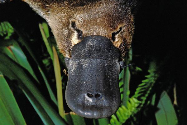 Is the Platypus a Mammal or a Bird? - Why does the platypus lay eggs if it is a mammal?