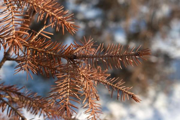 How to Save a Drying Fir Tree - Why fir trees or dry out
