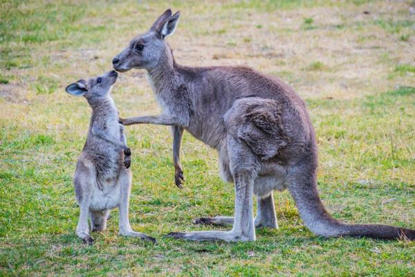 What Is Ethology the Study Of? - Why is ethology studied?