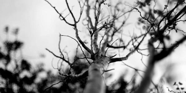 How Do You Tell if a Tree Is Fully Dead? - Why is important to identify a dead tree