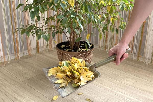 Why Is My Ficus Dropping Leaves?