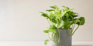 Why Is My Pothos Not Growing Much?